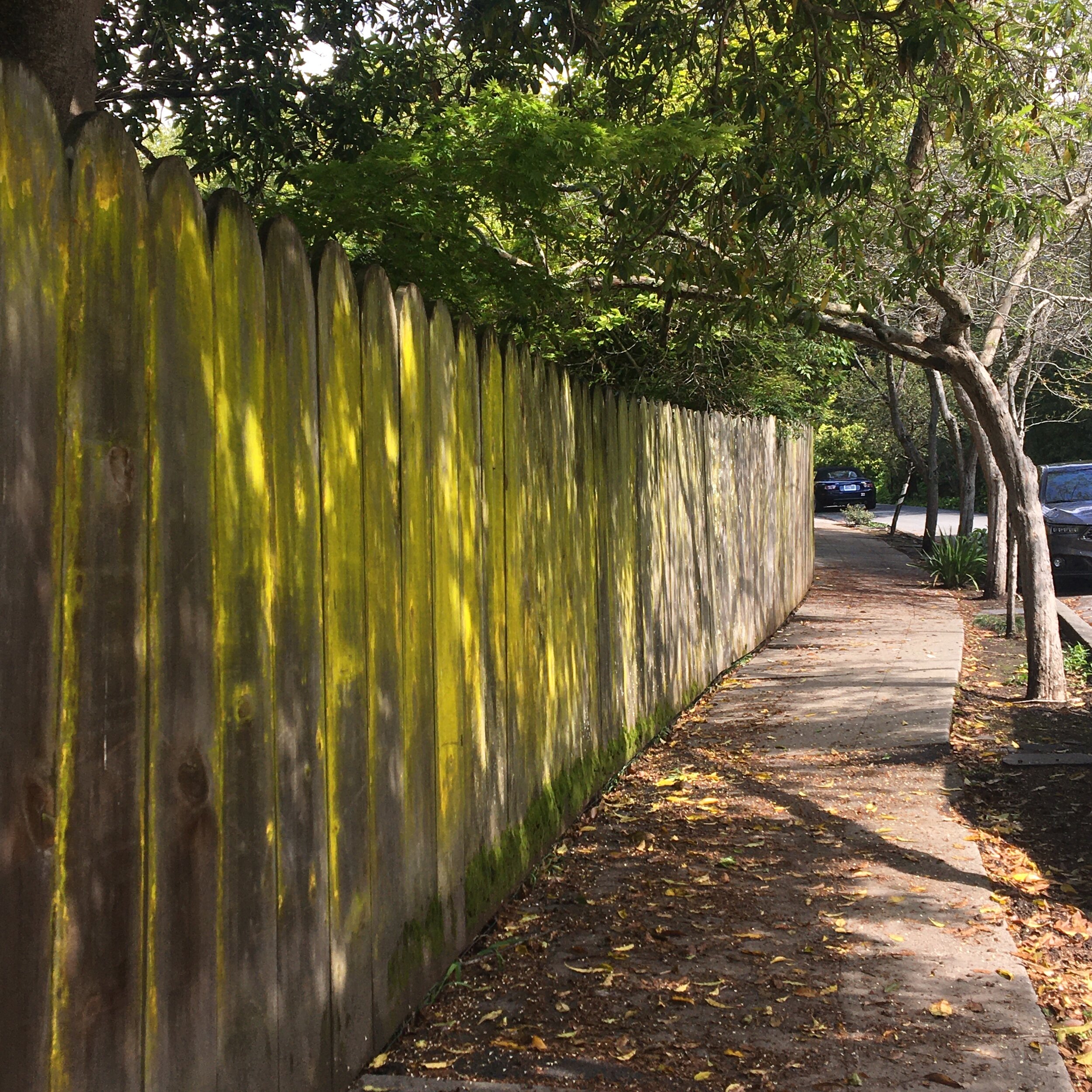 mossy fence.JPG