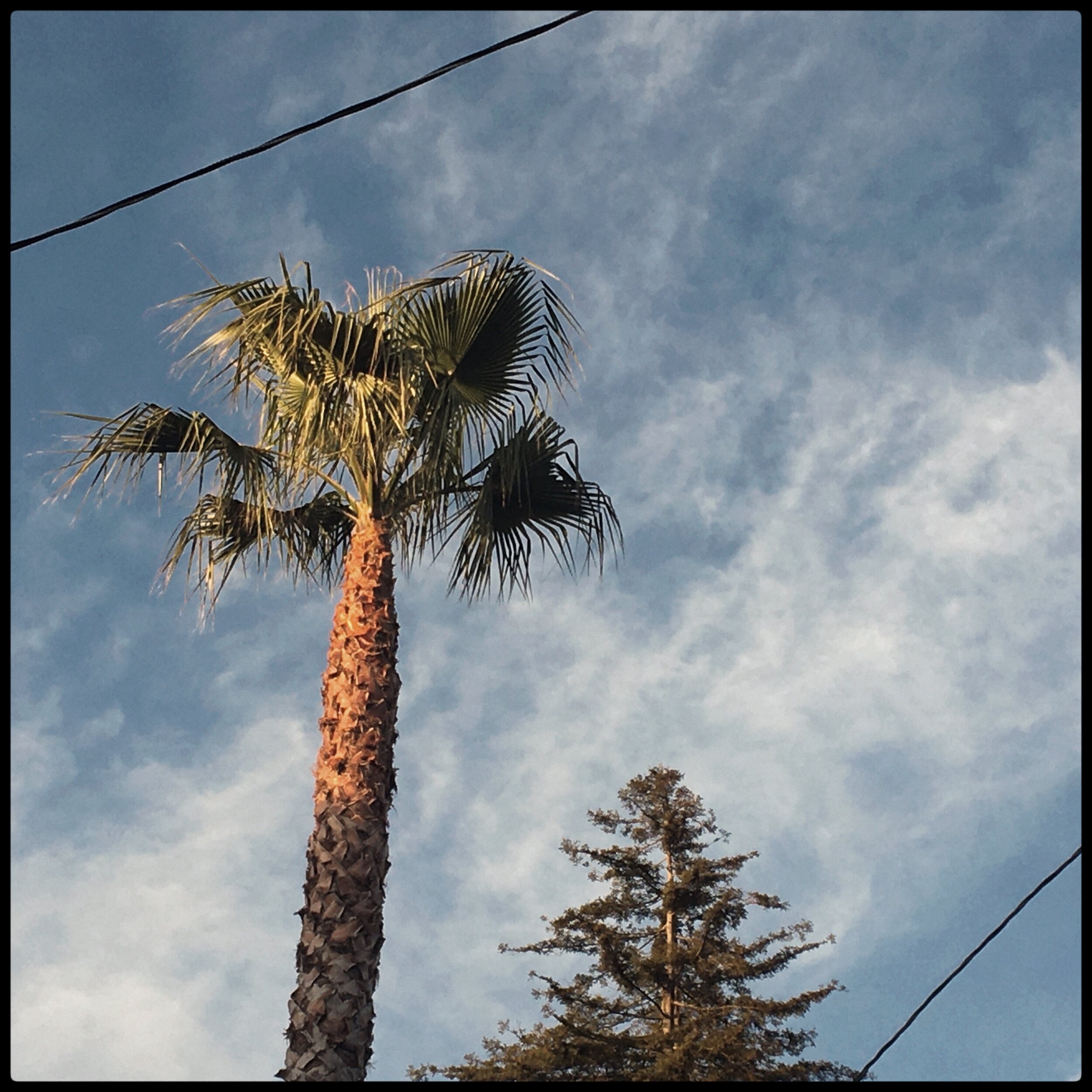 palms and wires.JPEG
