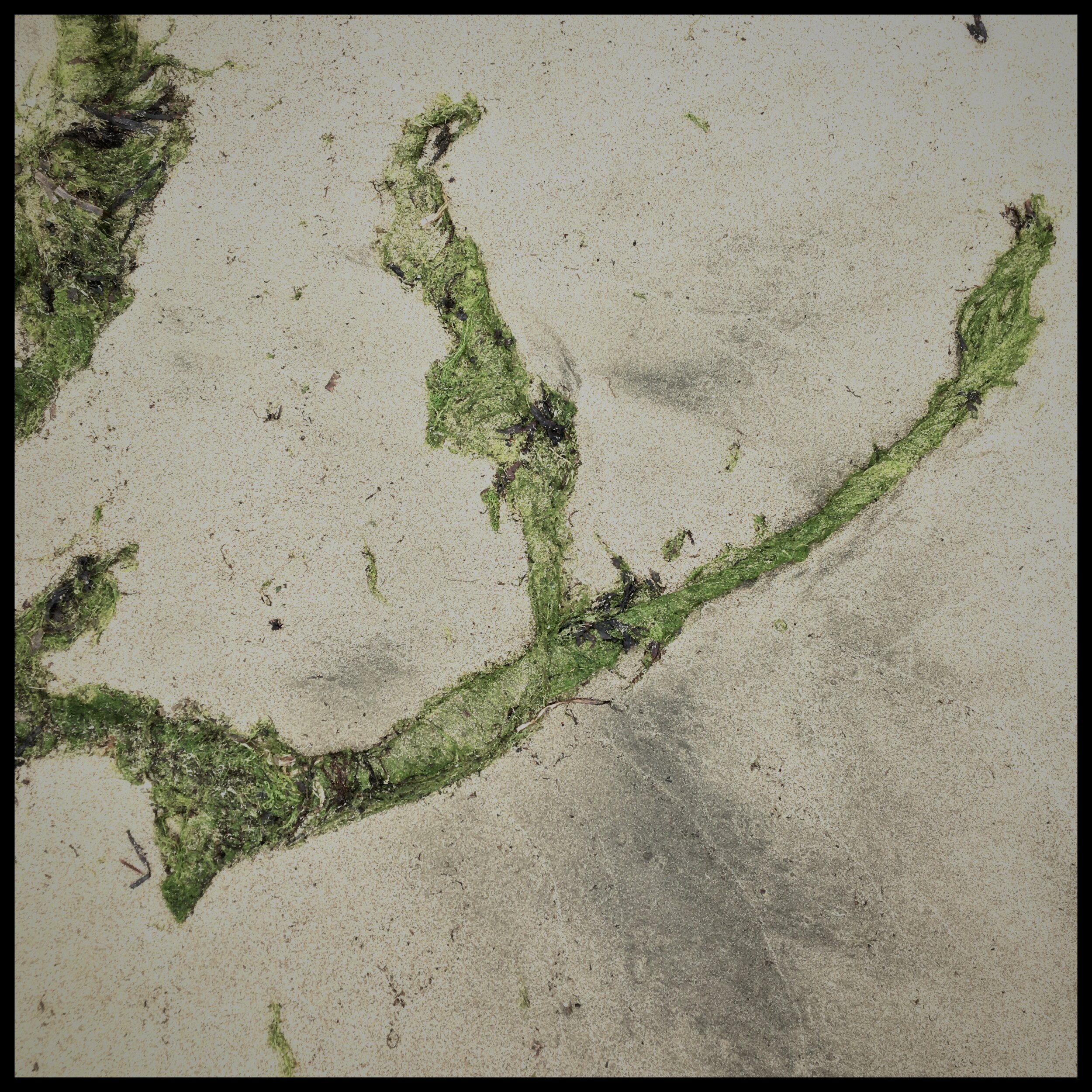 seaweed II.JPEG