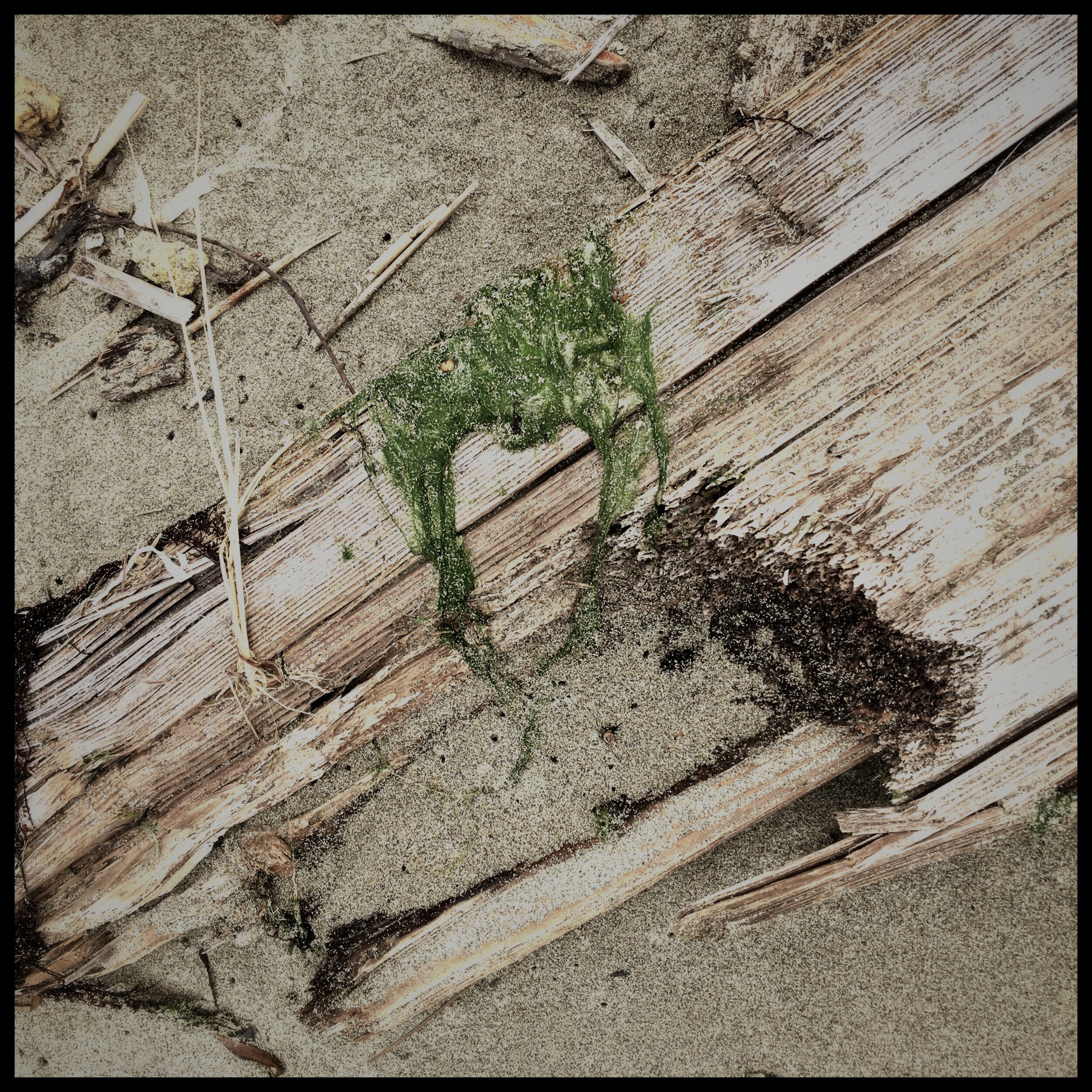 seaweed I.JPEG