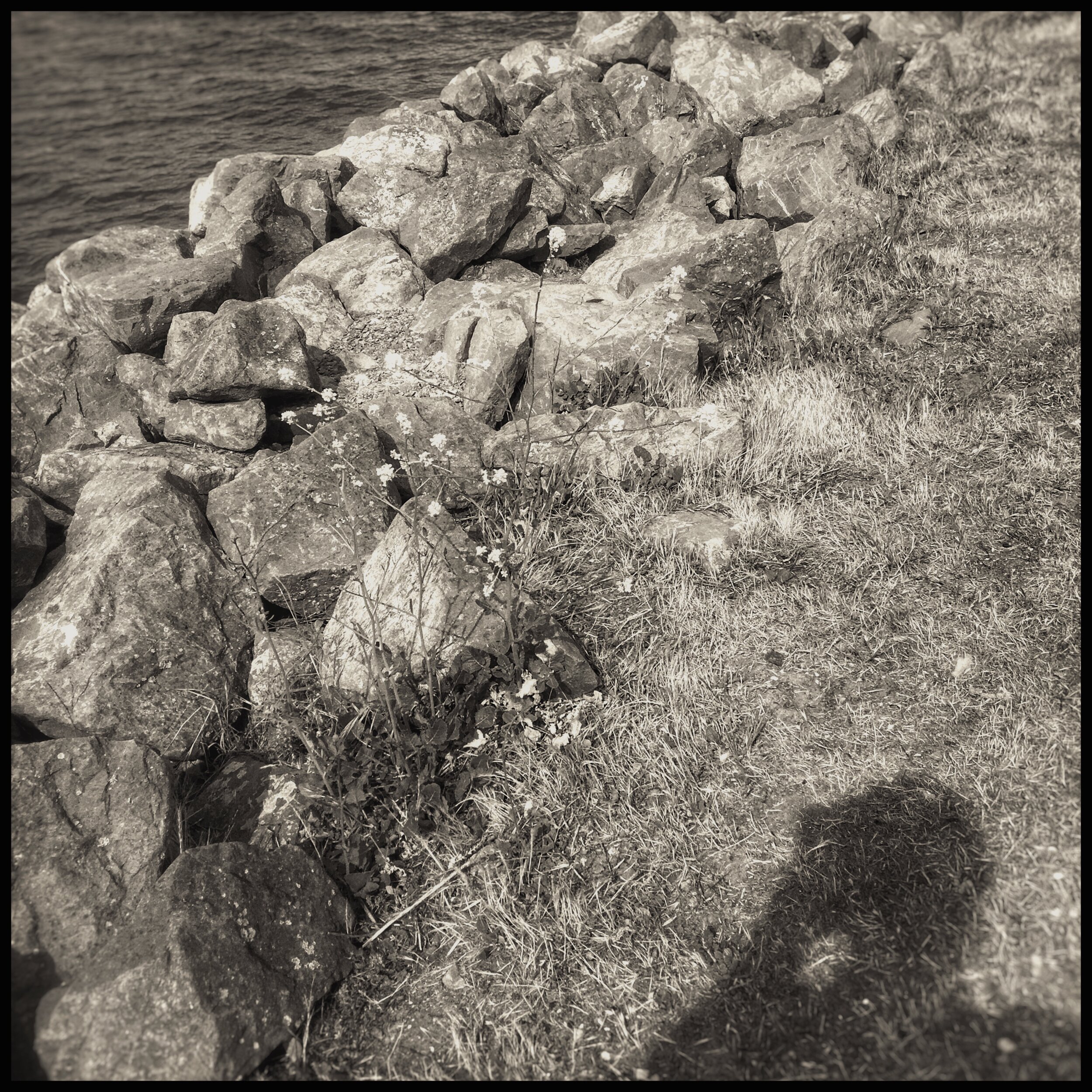 self shadow grasses gravel.JPEG