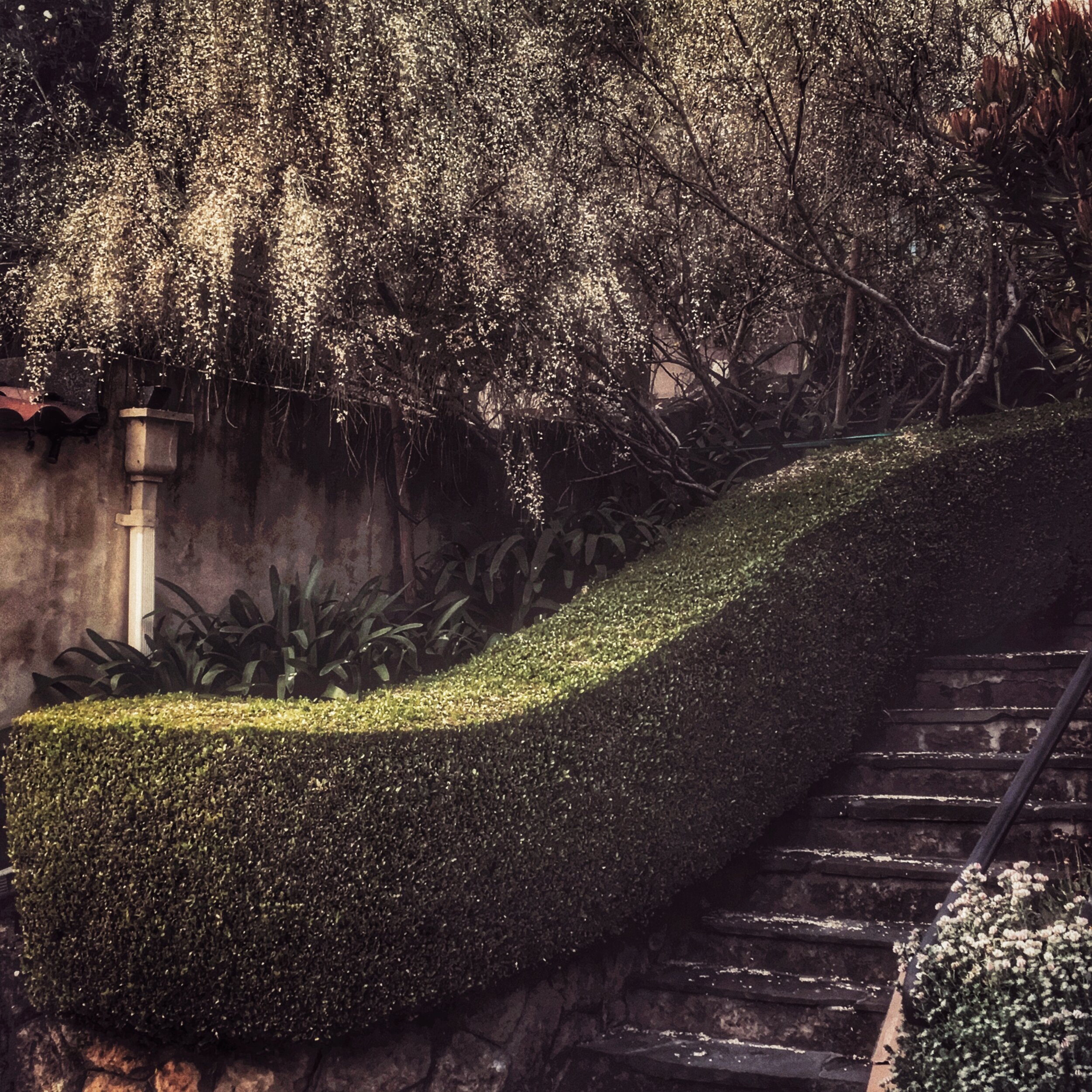 stairs and hedge.JPEG