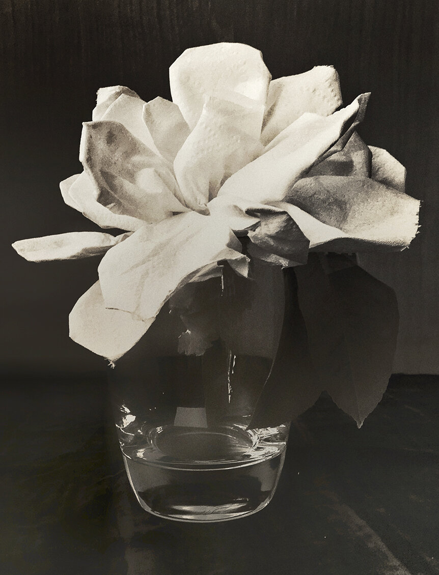 Toilet Paper Camellia Not in Water 2020 / after Consuelo Kanaga’s Camellia in Water, 1927-1928