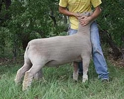 Hired Hand 12-1261 1261 is a standout son of the 11-1332 ram. His rib structure and top shape gave him a look that was too hard to resist when the 2012 lamb crop was evaluated. He genetically combines so much good from 1332 and then has a twist of Oldenburg genetics on his dam sire. As this year's junior stud ram, he will see a great set of ewes this fall. (RR, NN, EDF)