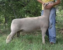Jennings 12-1631 1631 was a standout as a lamb. His massive muscle pattern was impossible to miss. But most importantly, he is a grandson of the absolute best ewe family we have. His grandmother never missed nor did his mother. Both stood the test of time and were able to produce exceptional lambs year after year. As a junior stud in our flock, 1631 will see heavy service in the fall of 2013. ( RR, NN, EDF)