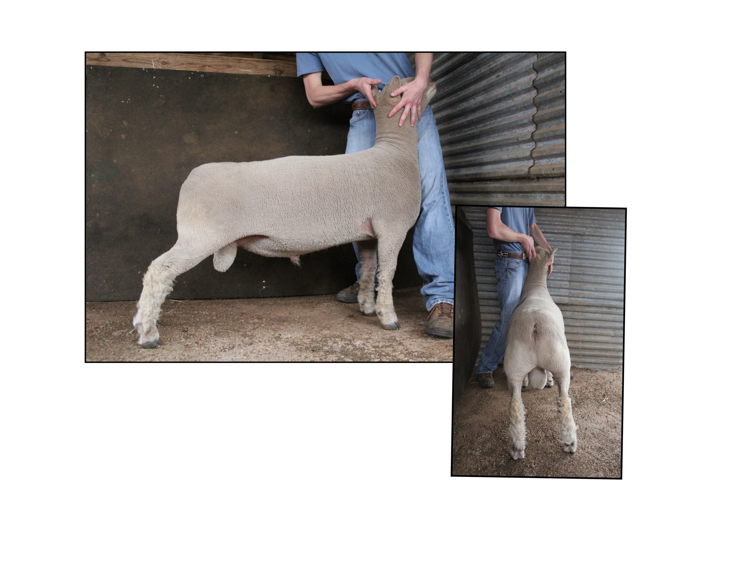 Hired Hand 1368 This ram is a product of line breeding for the traits we seek in Southdowns. He was born with a tremendous amount of top and squareness. His sire is Jennings 1471, a proven stud ram. His dam, Hired Hand 1108, is a daughter of Jennings 1471 and a CJ Robinson ewe. The result was a tremendous ram lamb, and his dam is now a perpetual donor female. We were able to utilize this ram on a few ewe lambs and the results are exciting. He breeds a killer rib and exceptional top shape. Look for a large lamb crop out of him as a yearling. 