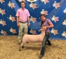 2016 Reserve Champion Southdown at TBSS Gatesville Show B Shown by Carlye Winfrey
