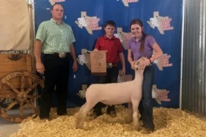 2017 Reserve Champion Southdown in Rings A & B of the first Texas Best Show in Granbury Shown by Carlye Winfrey