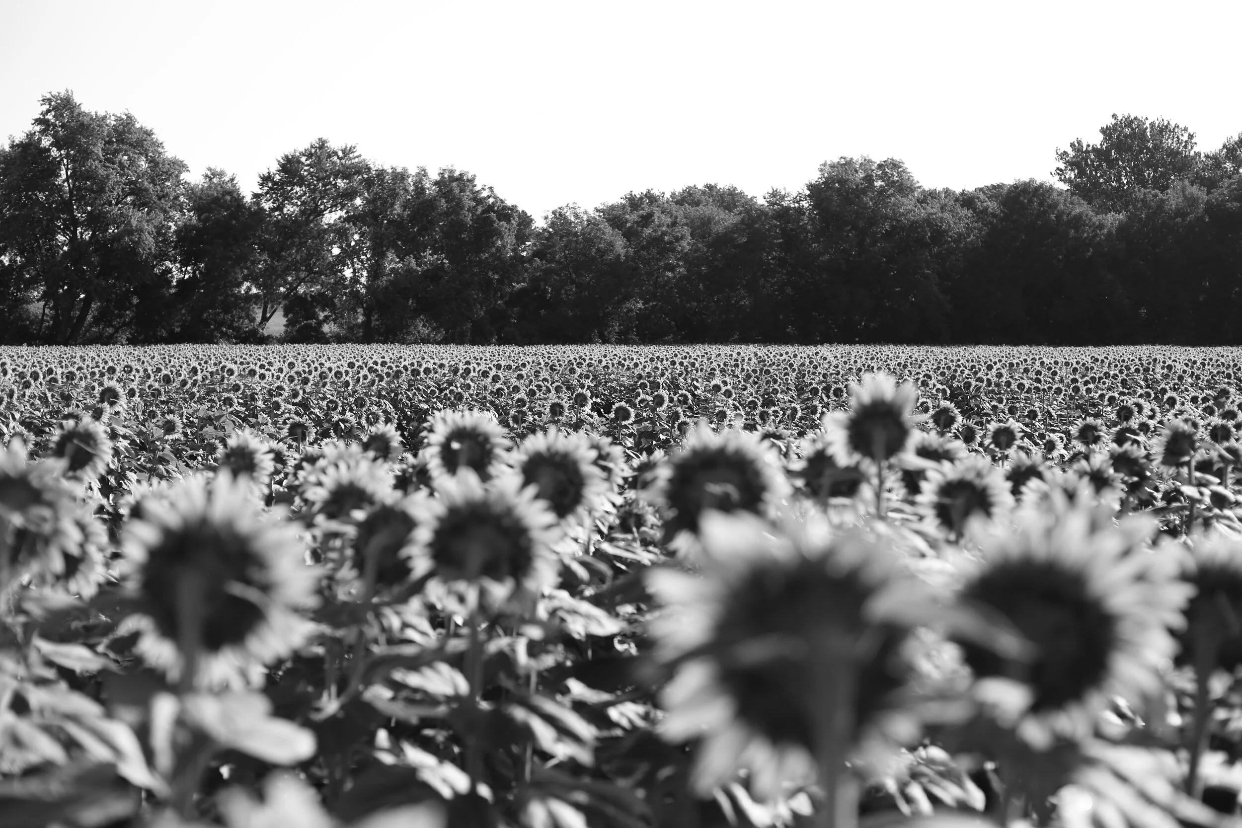 214A7696.JPG