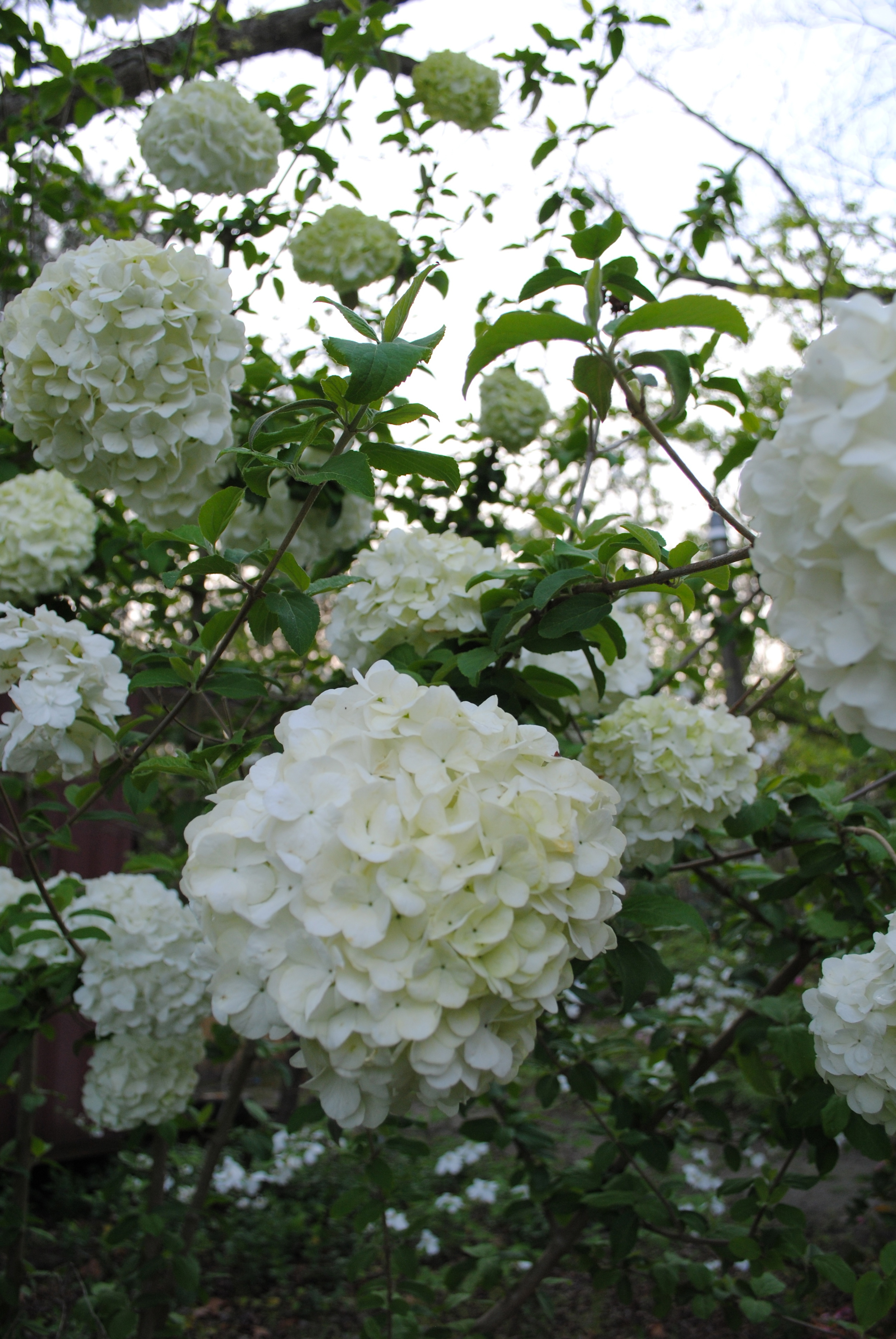 DSC_0276.jpg