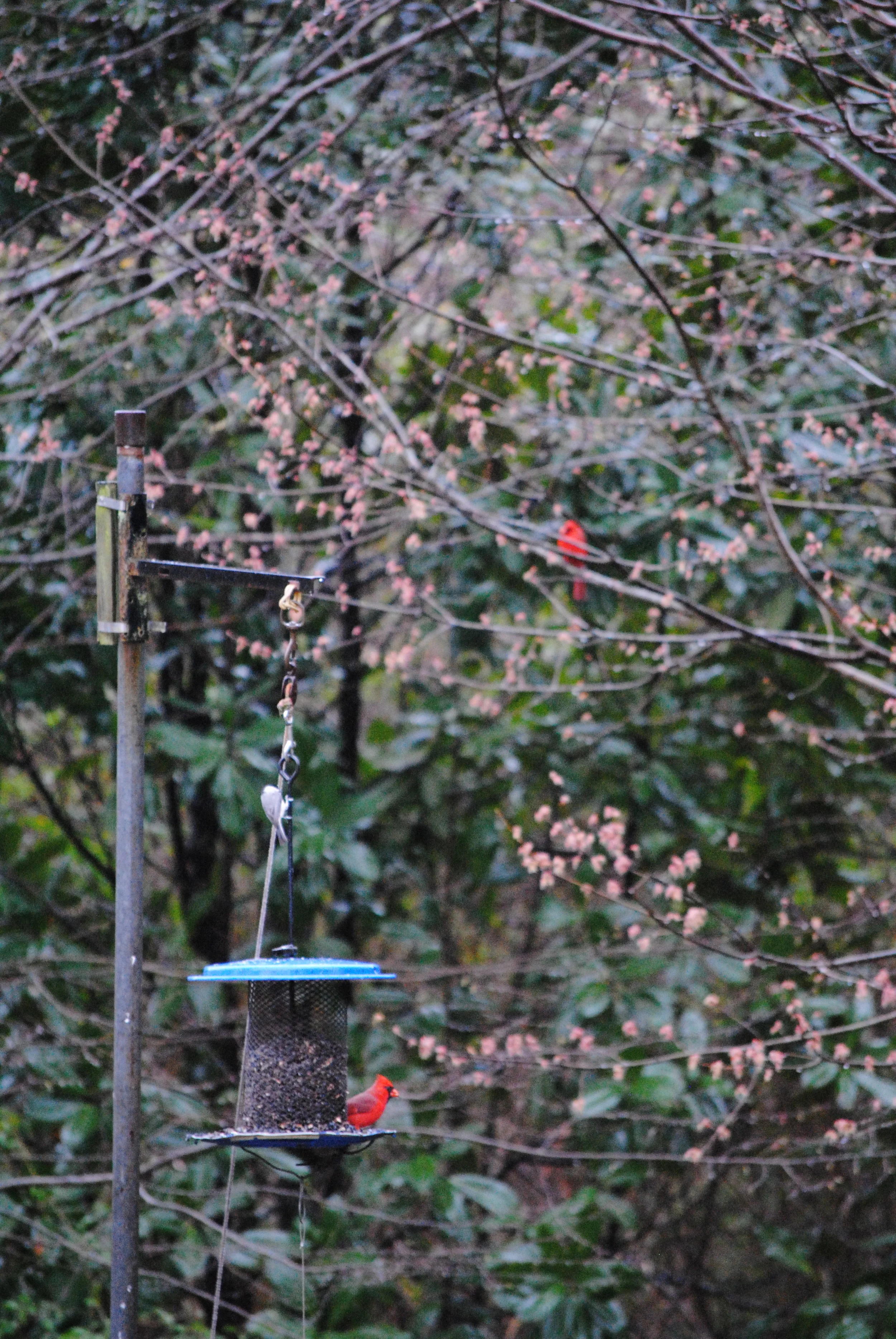 At the feeder
