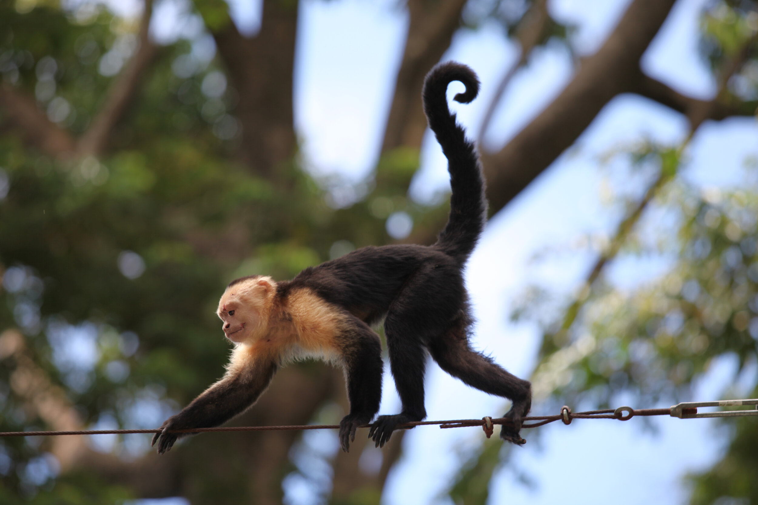 Alturas Wildlife Sanctuary, Dominical, Costa Rica