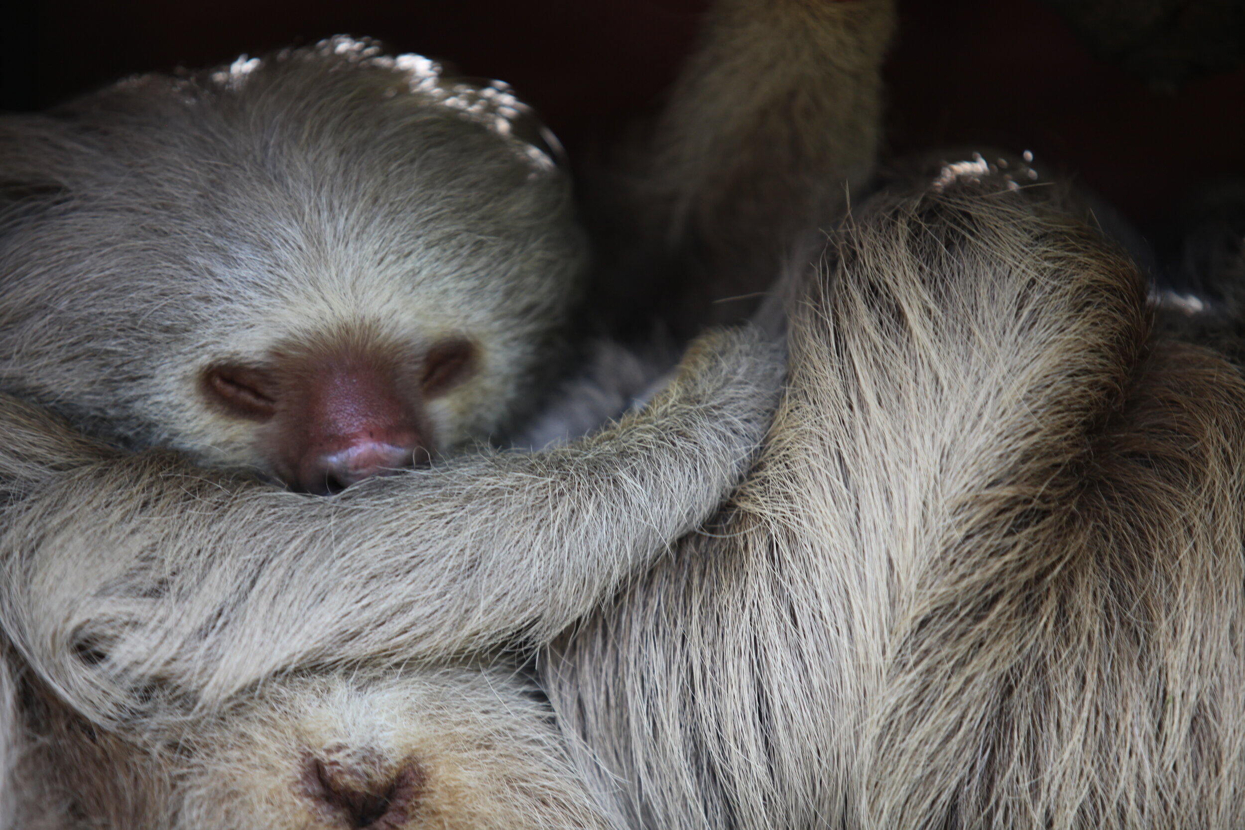 Alturas Wildlife Sanctuary, Dominical, Costa Rica