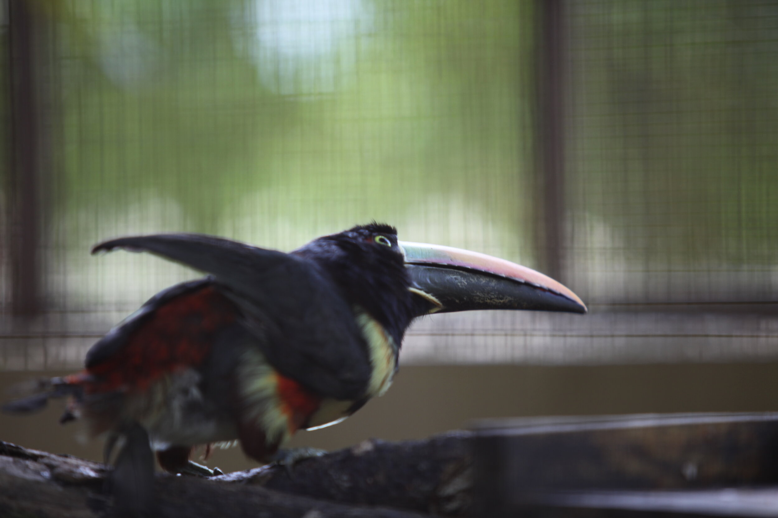 Alturas Wildlife Sanctuary, Dominical, Costa Rica