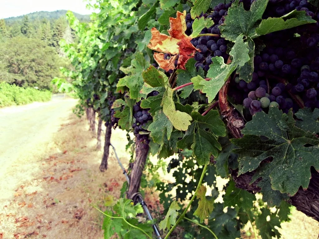The Beautiful Wine Country