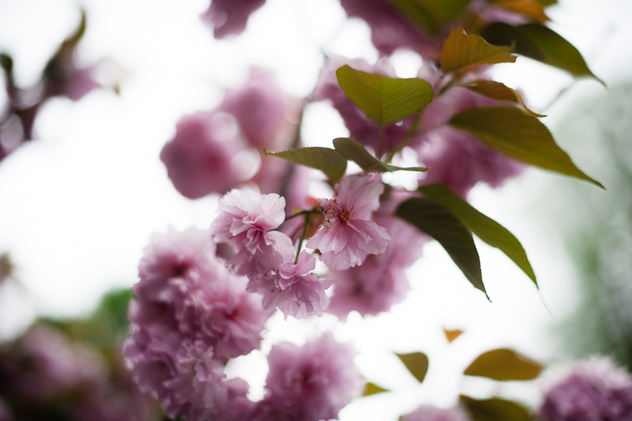 Cherry Tree-014.jpg