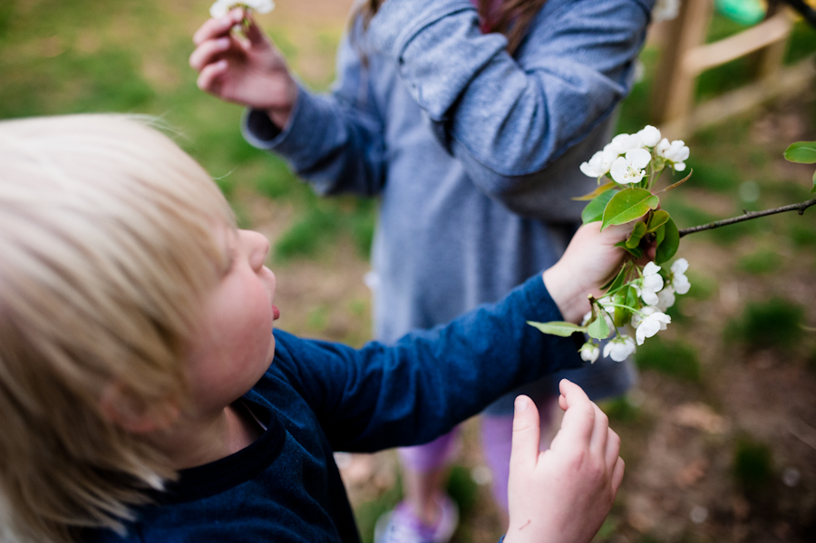 Pear Blossoms-021.jpg