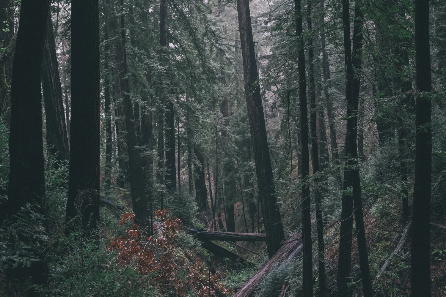 bigsur-161.jpg