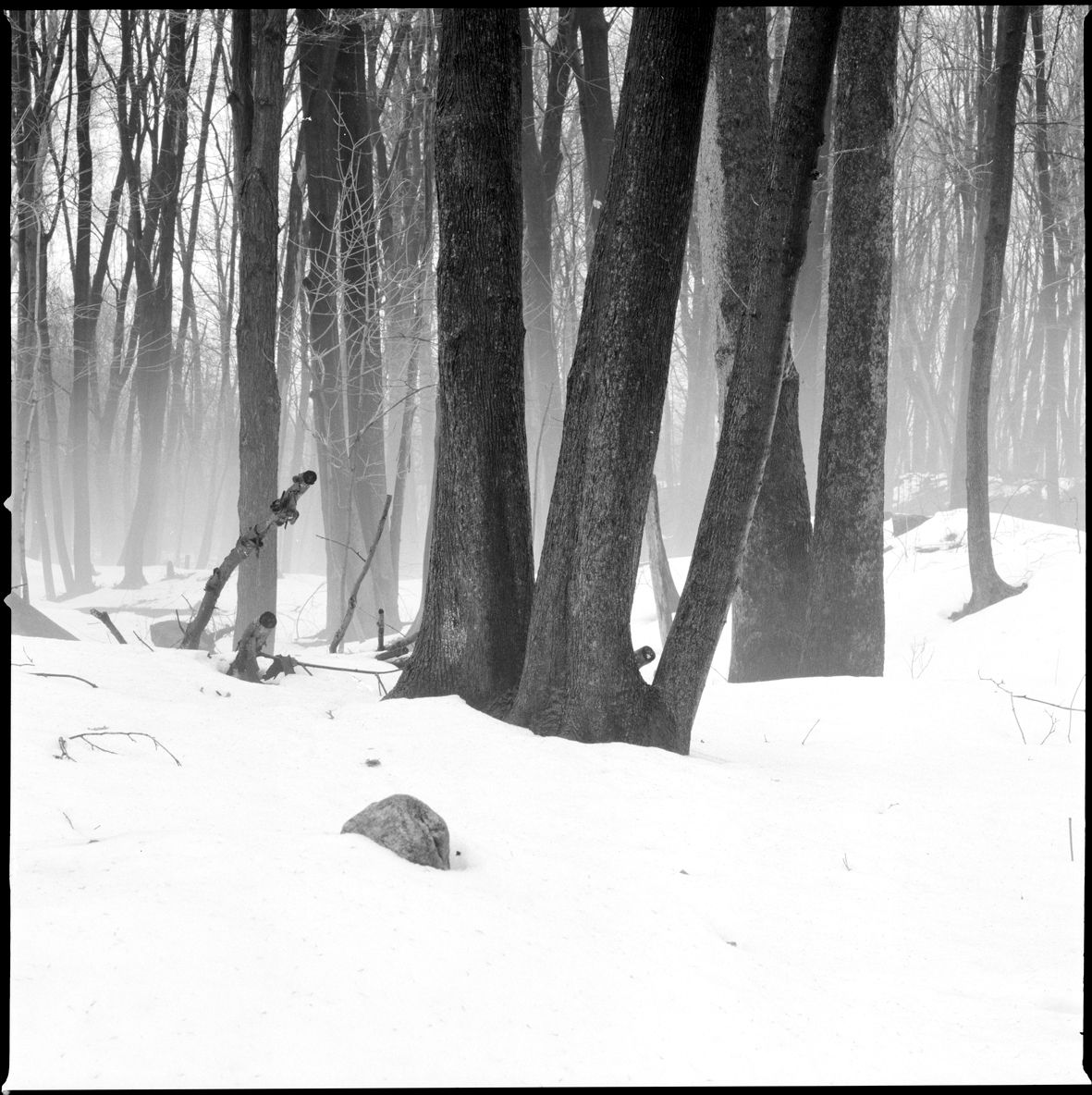 Trees in the mist.jpg