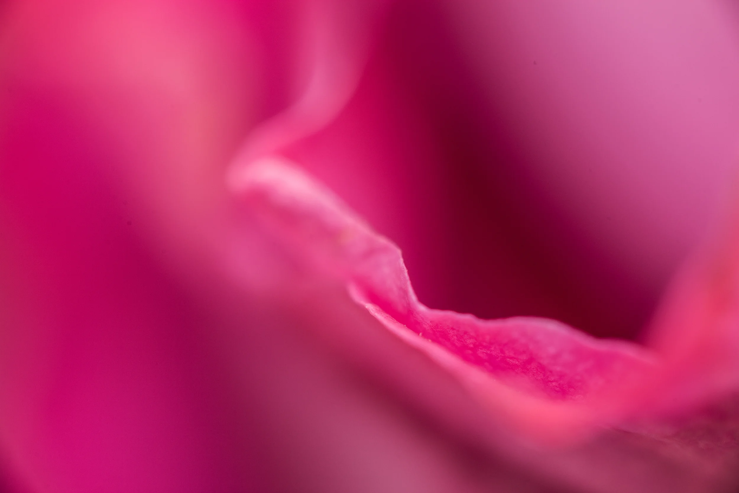 Rose Pedal.jpg