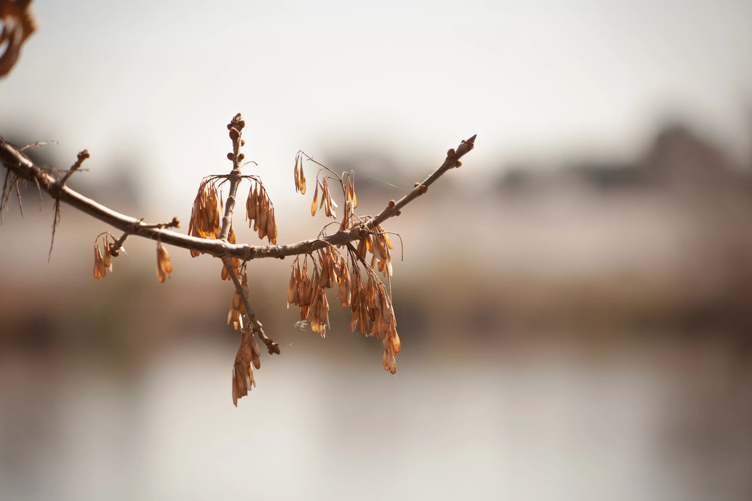 Macro (3 of 8).jpg