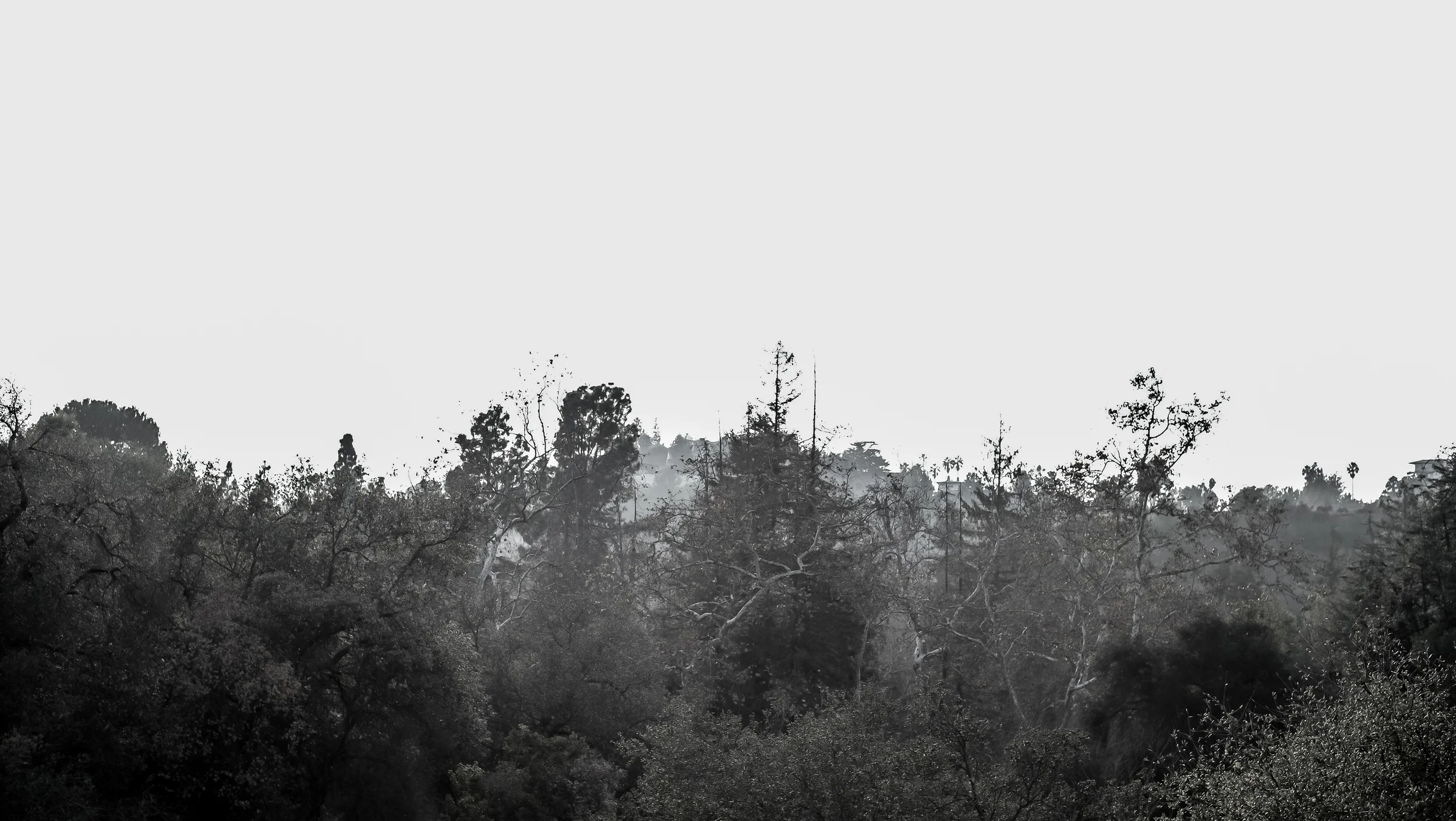 _DSF2373.jpg