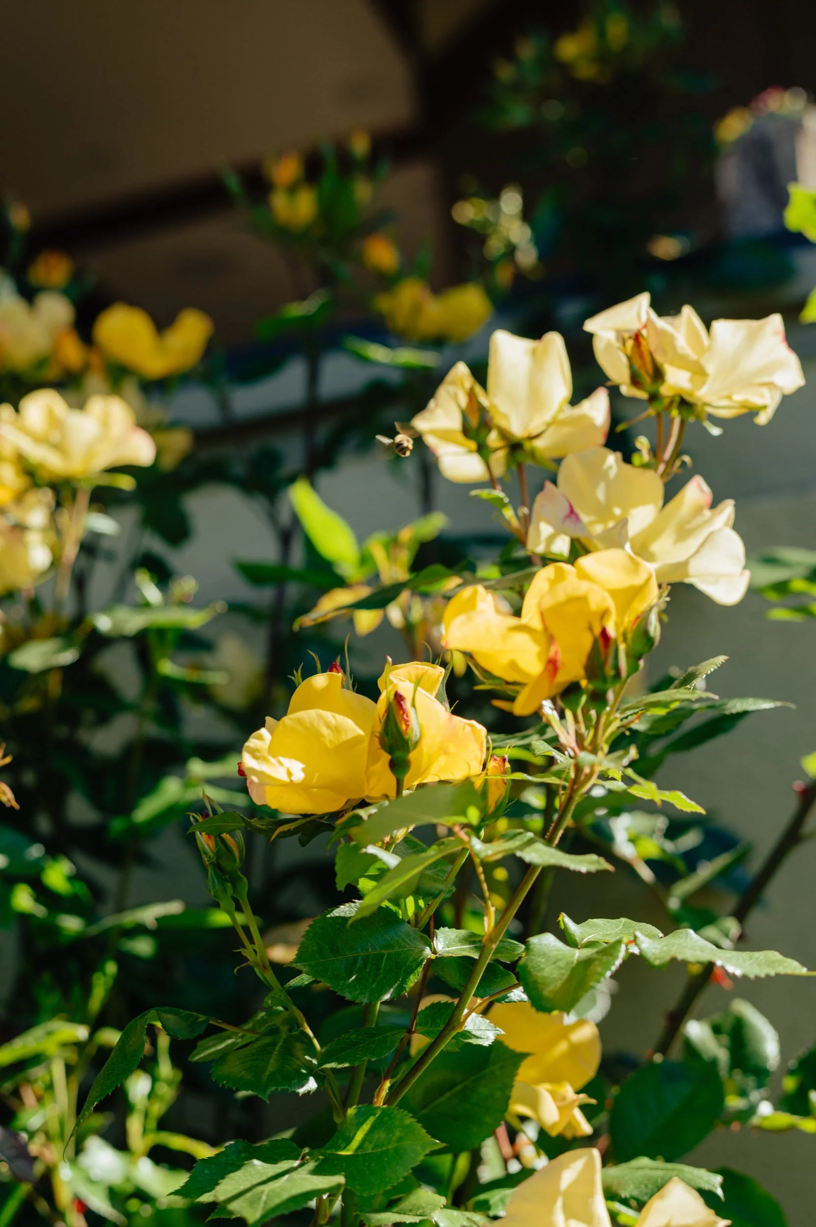 A detail images of flowers photographed at a Mill Valley, California wedding by Amira Maxwell.