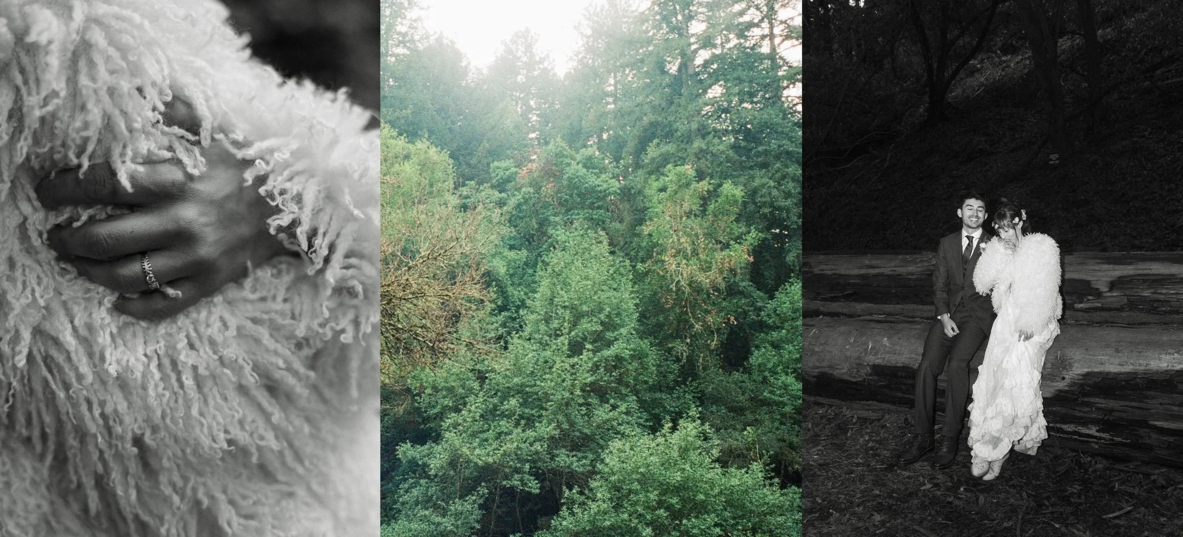 A Northern California wedding features a beautiful ring detail shot, a redwood forest scene, and a couple sharing a sweet and natural moment.