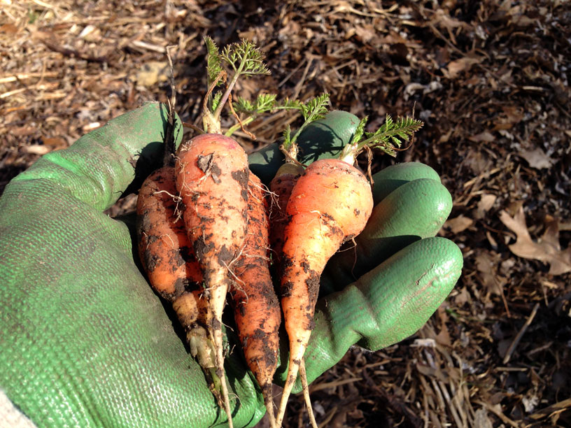 farmer_hands_carrots.jpg