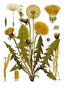 Dandelion, Taraxacum officinale