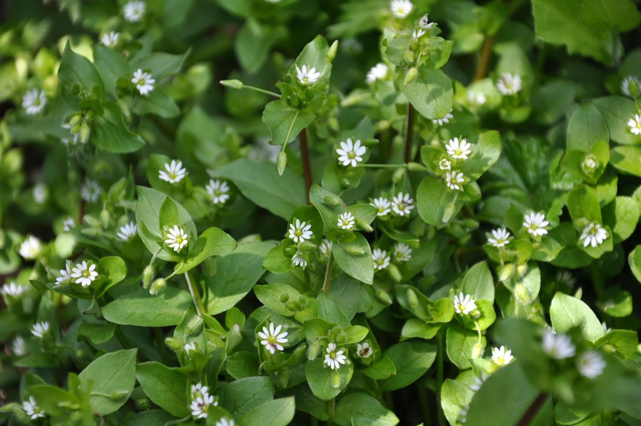 Chickweed, Stellaria media,