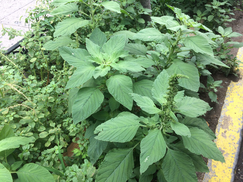 Redroot pigweed, Amaranthus retroflexus