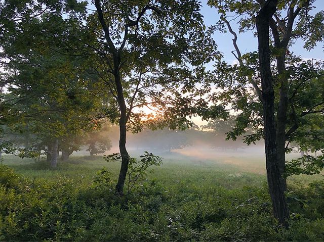 #sunlight dapples the #morning #mists #marthasvineyard #mistover #themistovertale #ghoststories #ghosts #indiefilm #film #filmsadaptedfrombooks