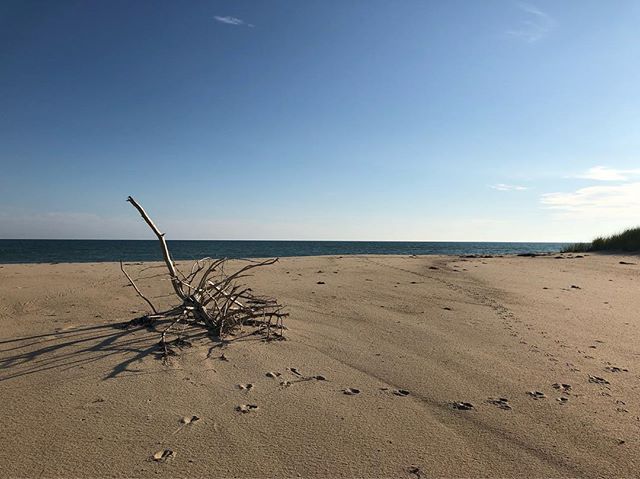 #driftwood and #beach #tracks #marthasvineyard #mistover #themistovertale #natureisfate