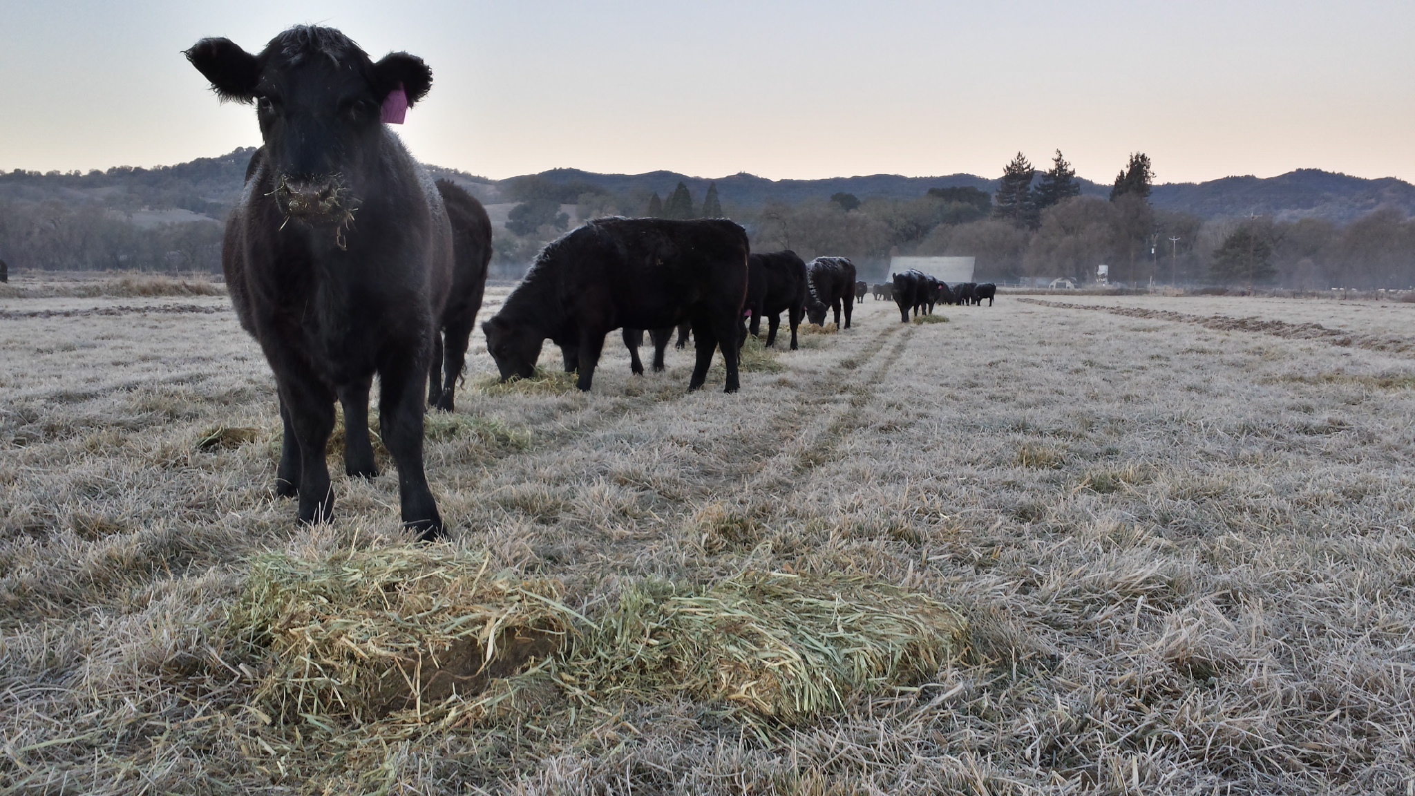 Frosty Cows.jpg