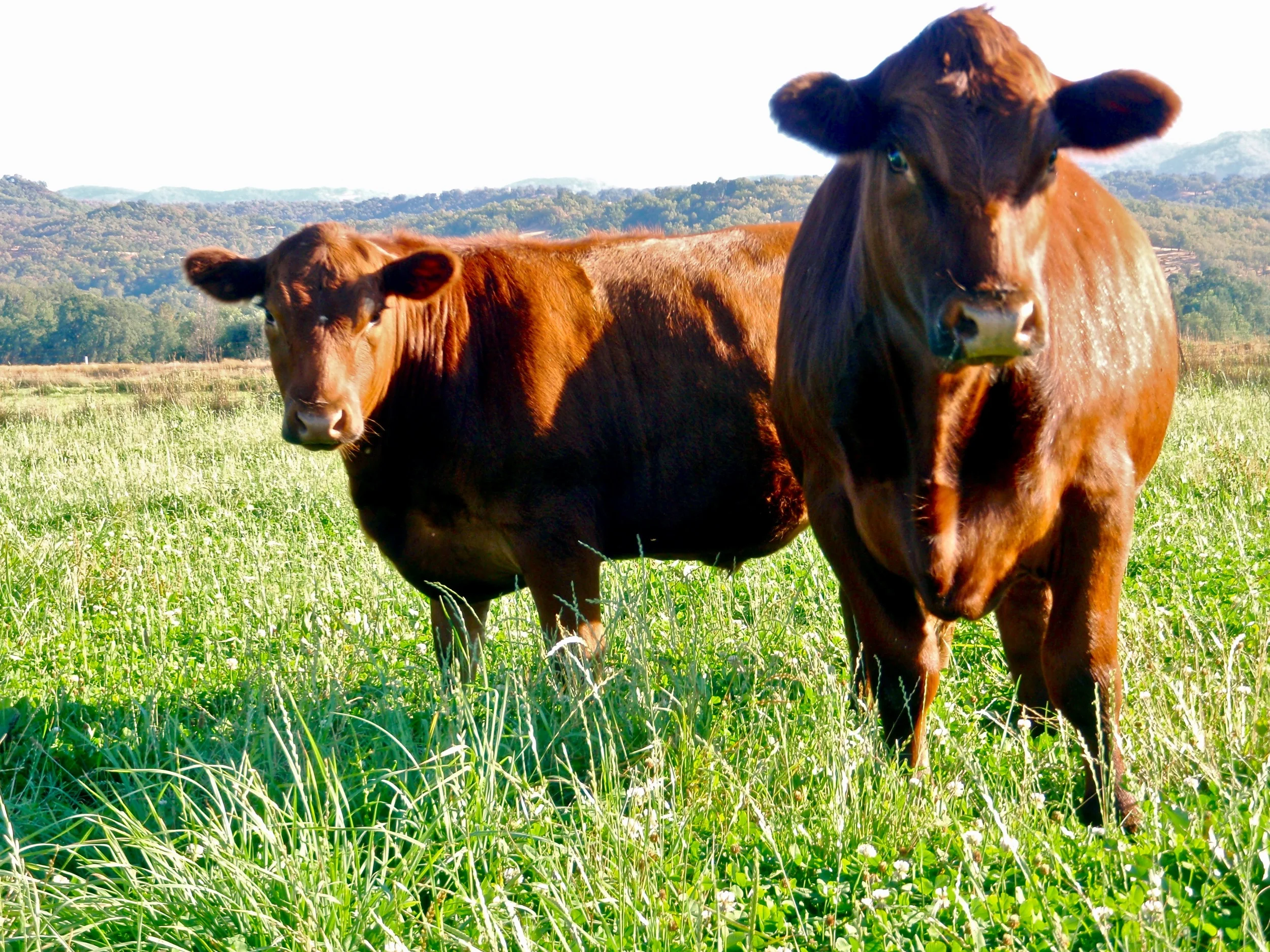 All Ranch - 097.jpg