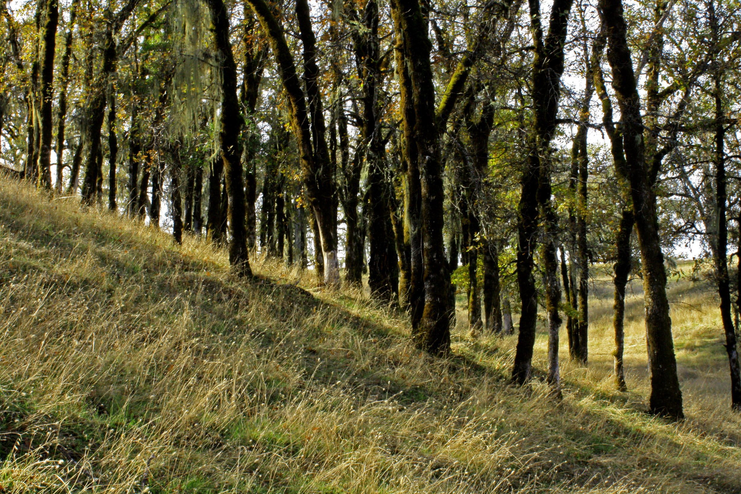 trees.jpg