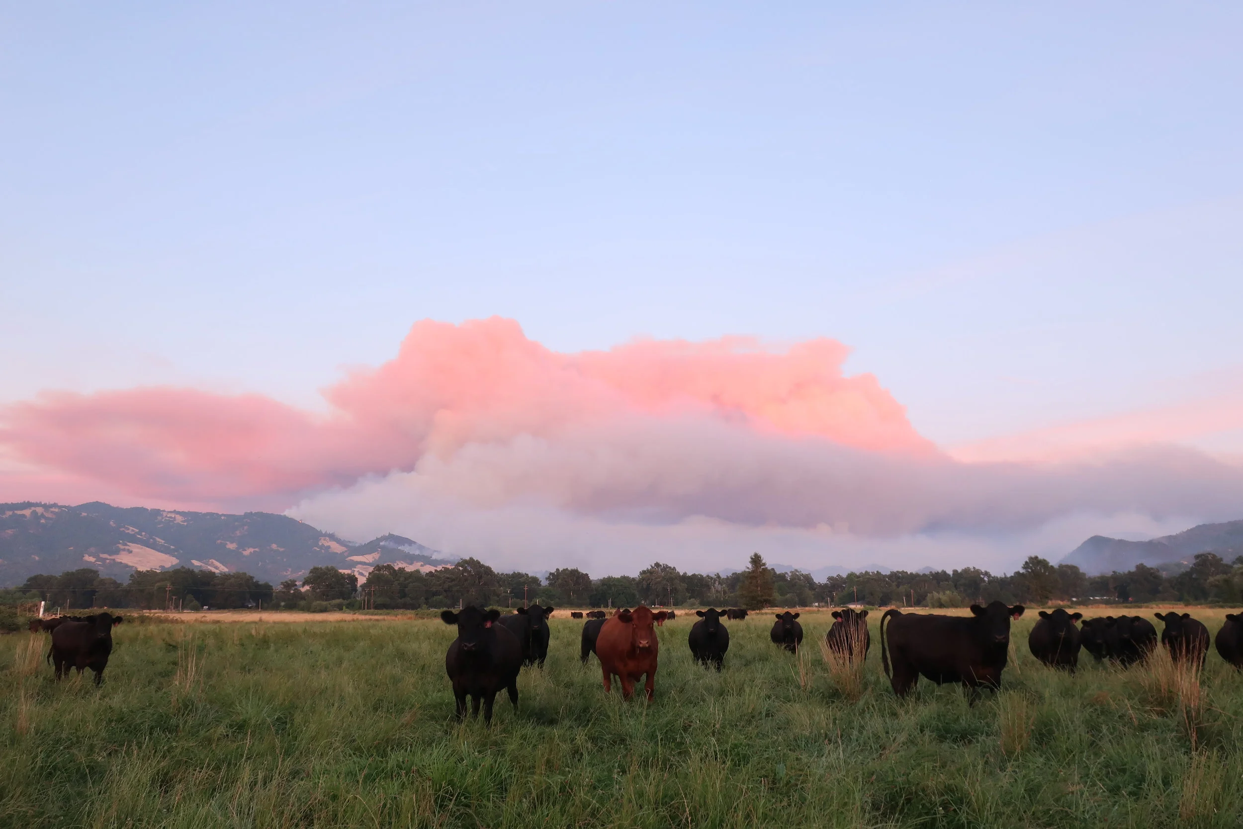 Cattle and fire.jpg