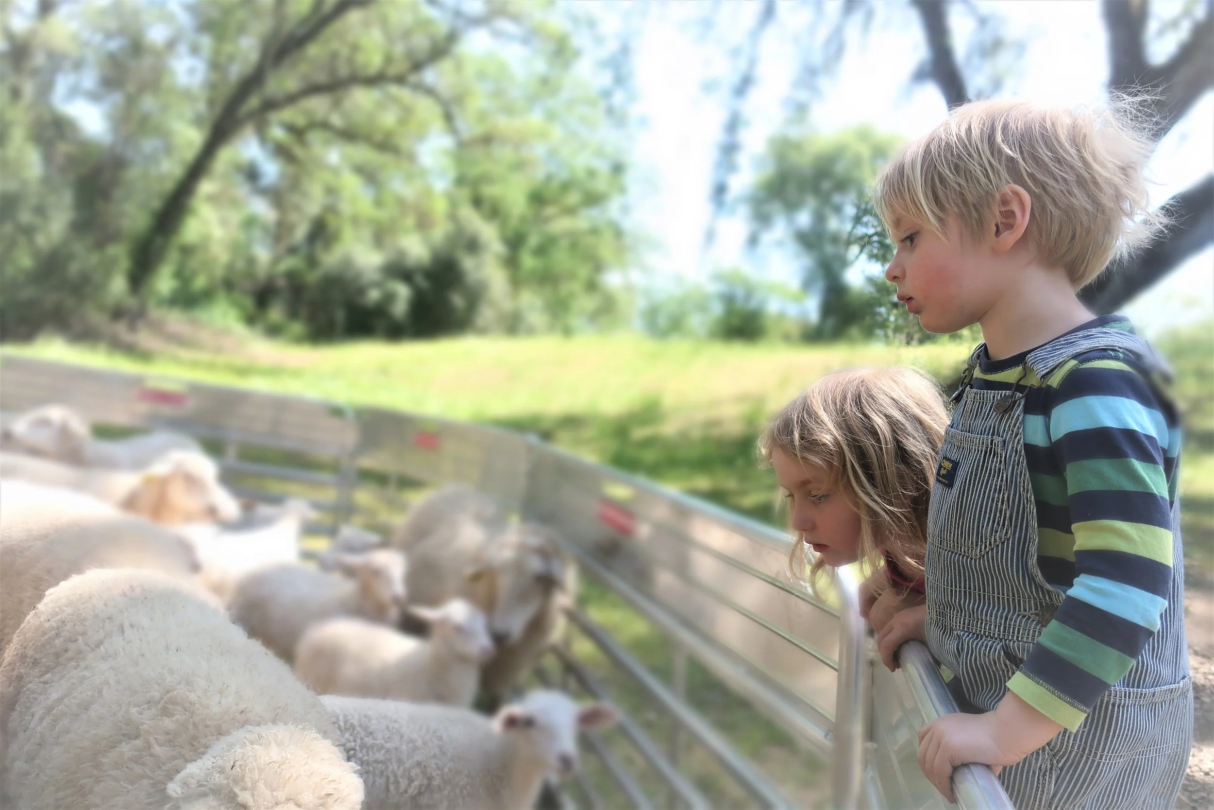 June and Walter looking at the sheep during shearing 2019.jpg