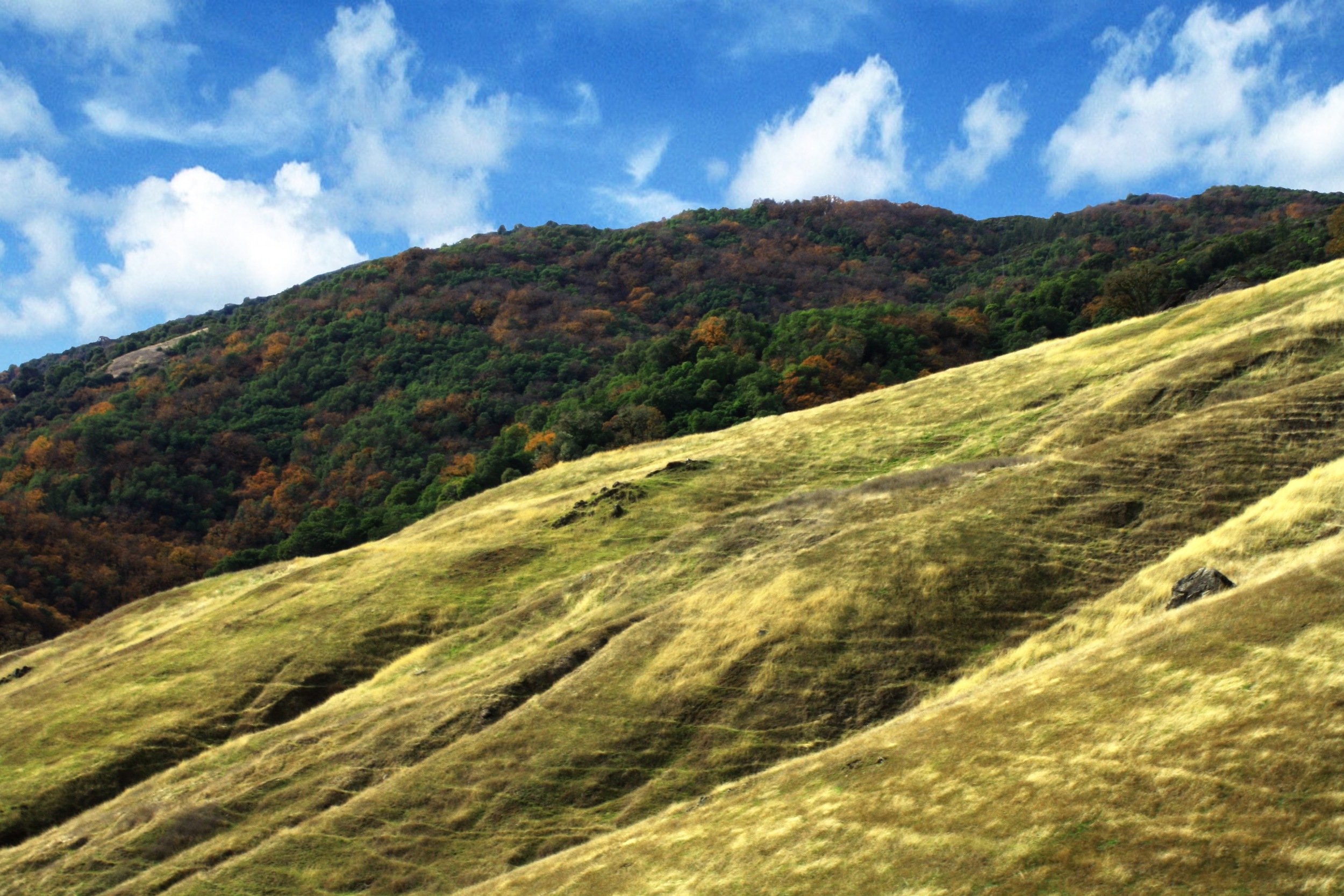 rattlesnakefield.jpg