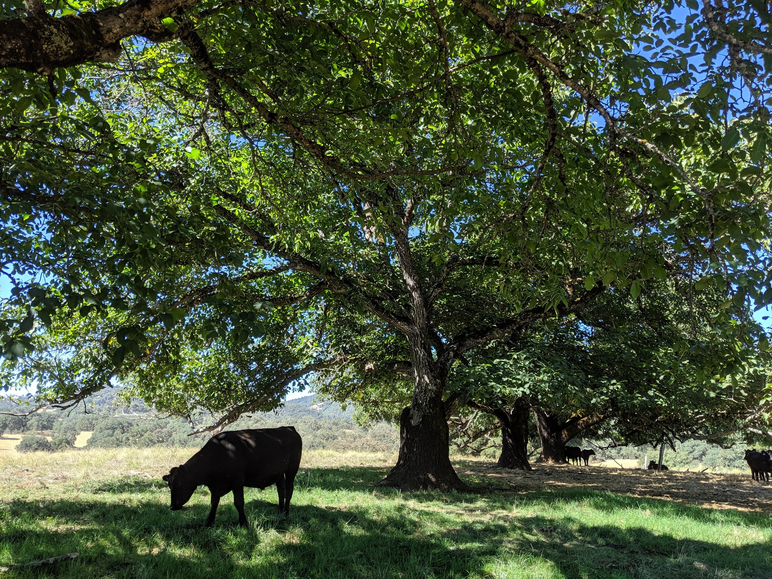 cow in walnut orchard.jpg