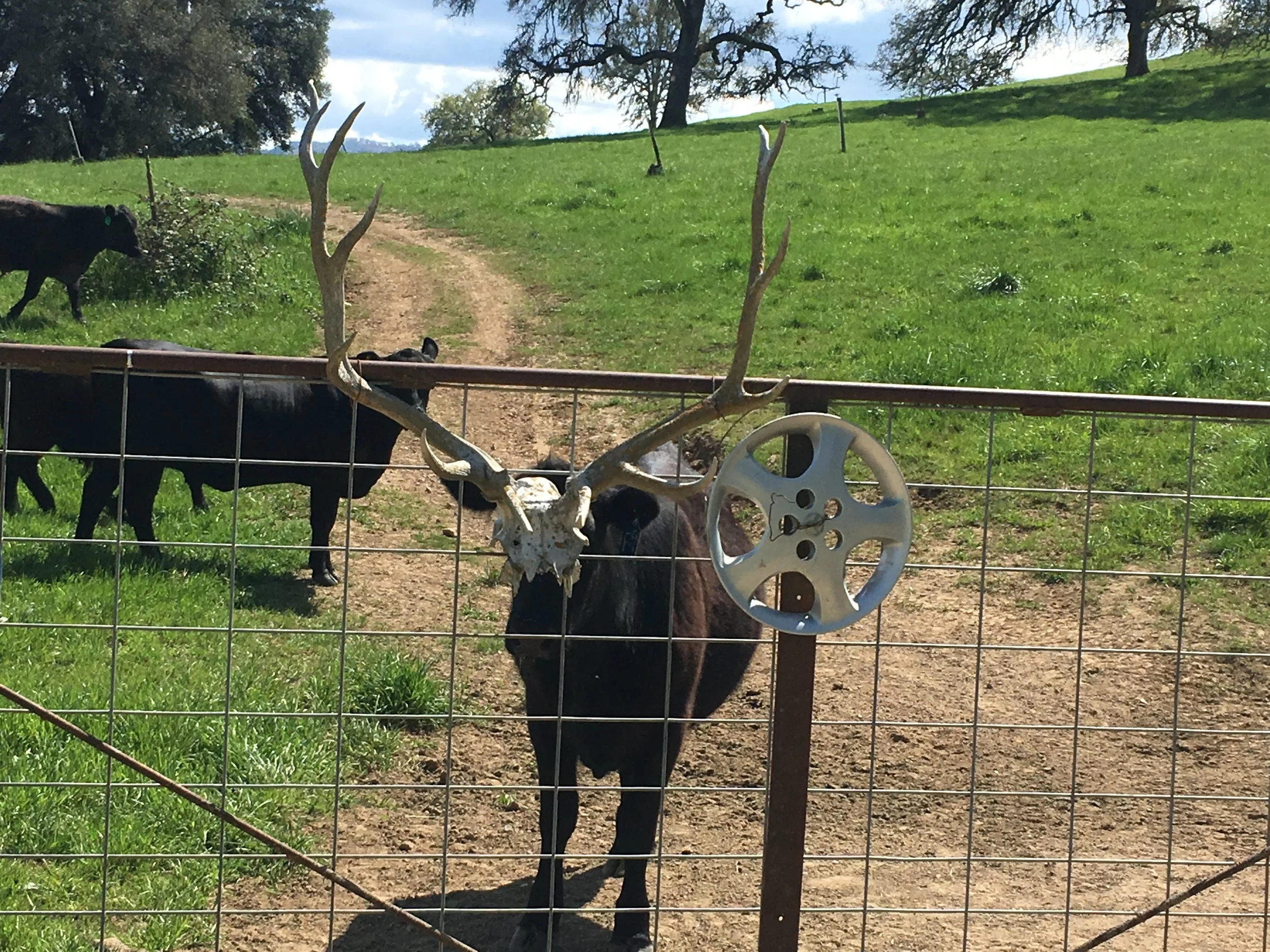 Cow+Fence=ART.JPG
