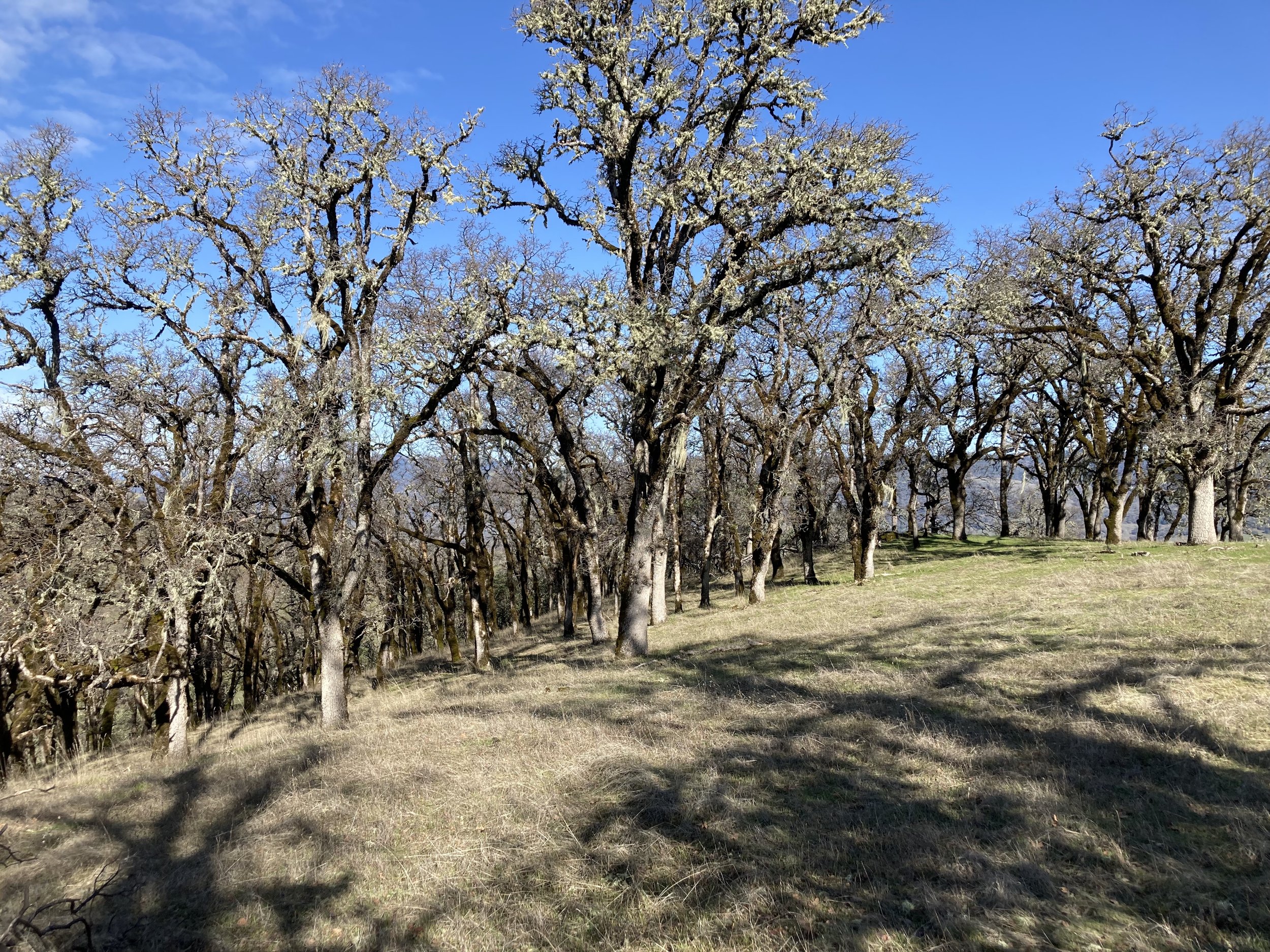 Oak woodlands and green grass - upper range.jpg