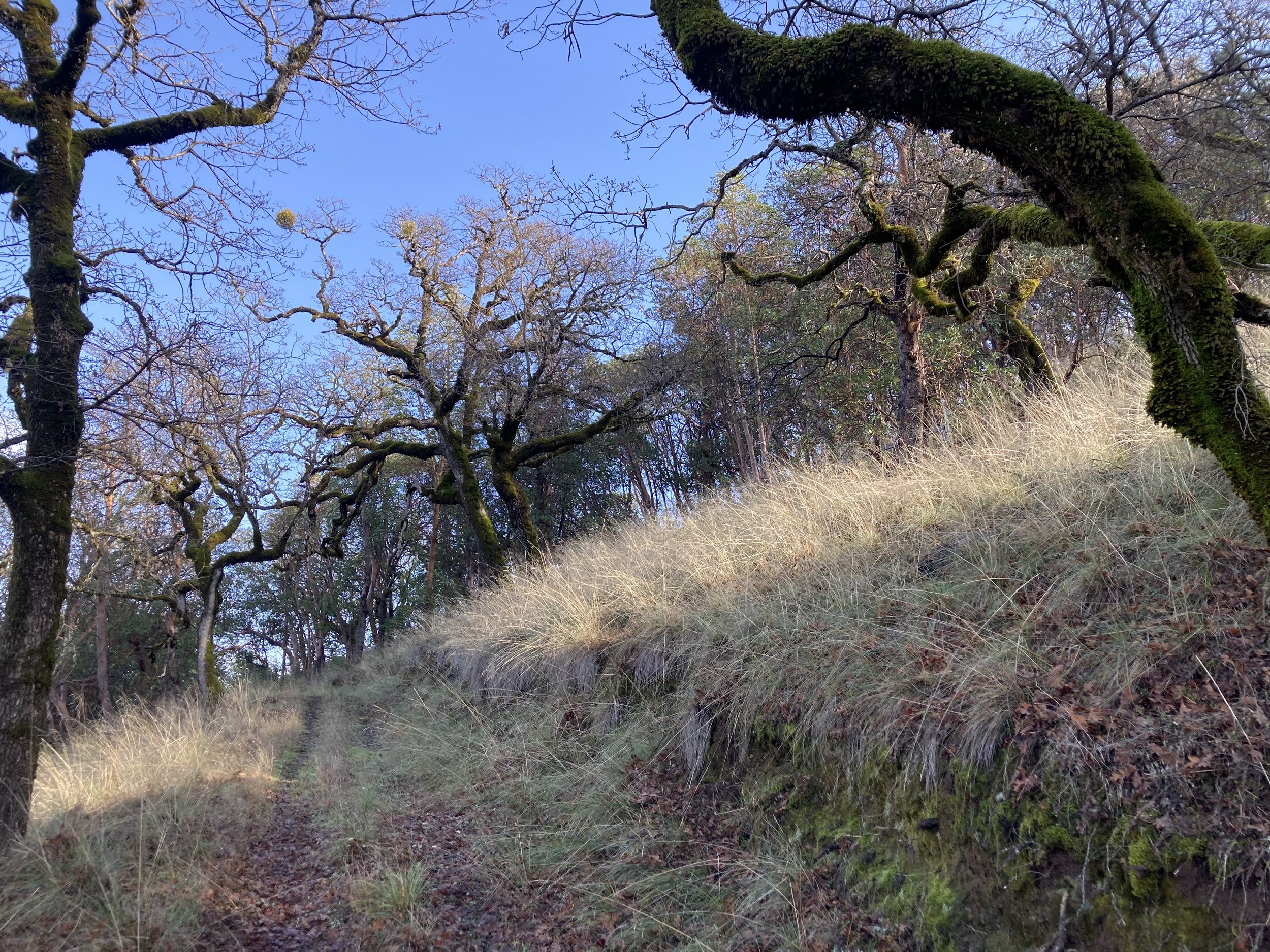 Sunlight on the Bunch Grass in upper range.jpg
