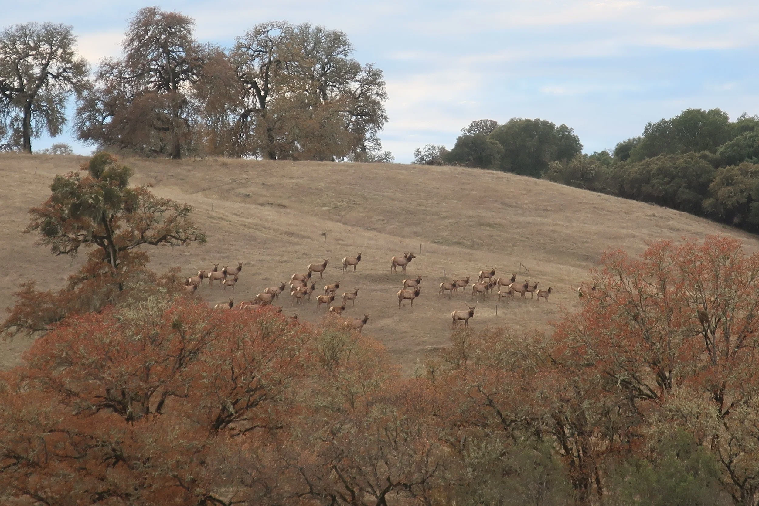 elk herd.JPG