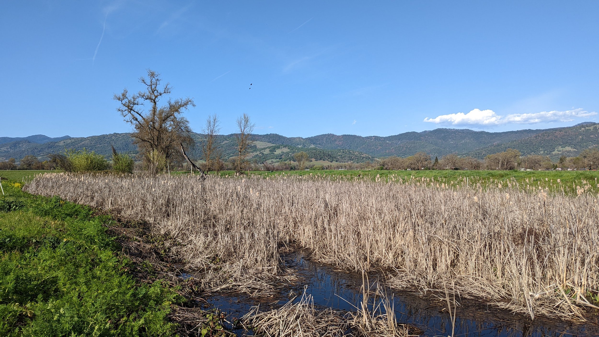 wetland.jpg