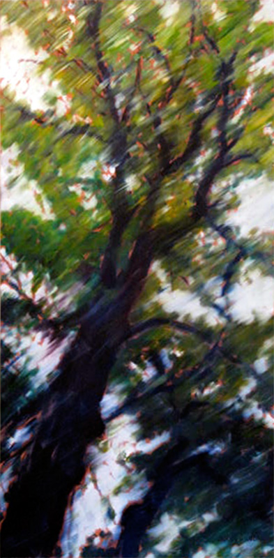 skyward tree portrait