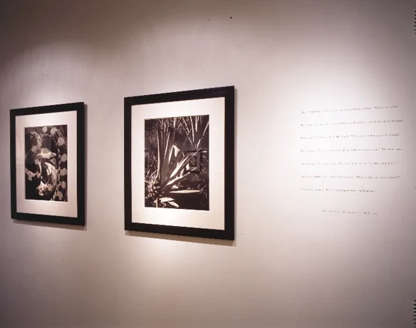 Gallery-2.jpg