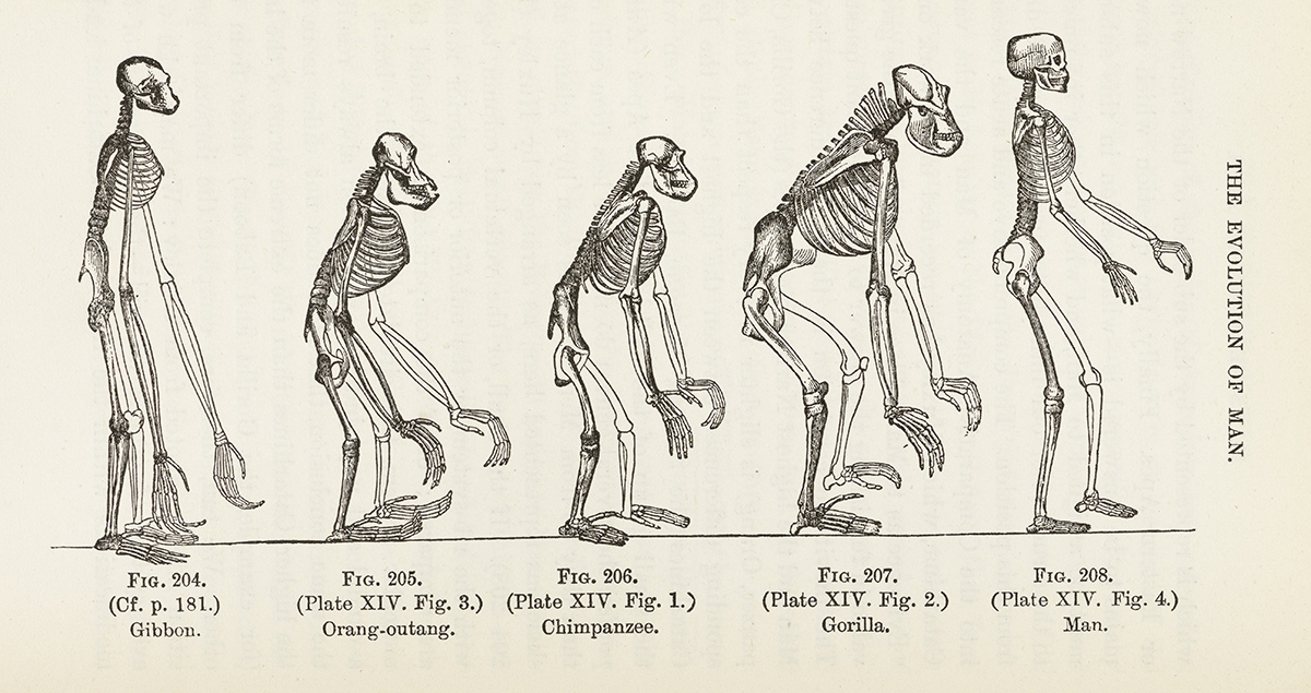 The underlying philosophical assumption of evolution is that if structures are similar from one species to the next, it proves that those species are related. But until the premise can be demonstrated, lining up similar skeletons does nothing to prove evolution has taken place.