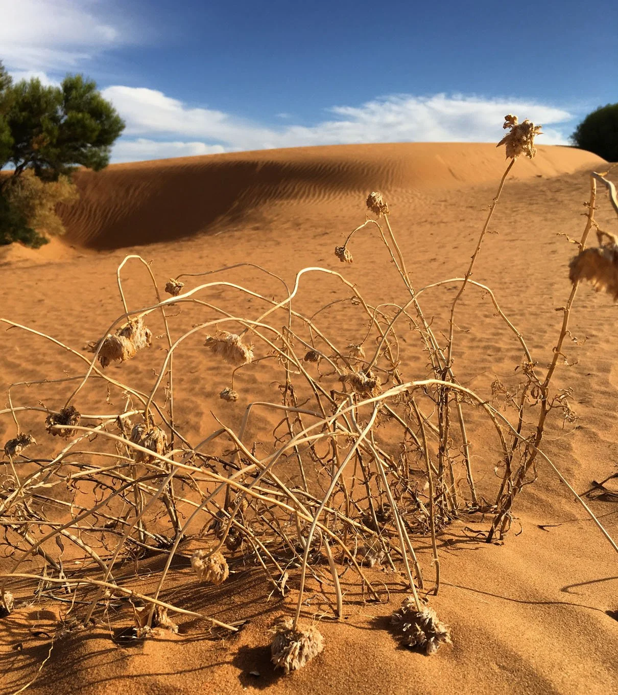 Dry, dried-up plants in the foreground with rolling sand dunes and a blue sky with some clouds in the background.